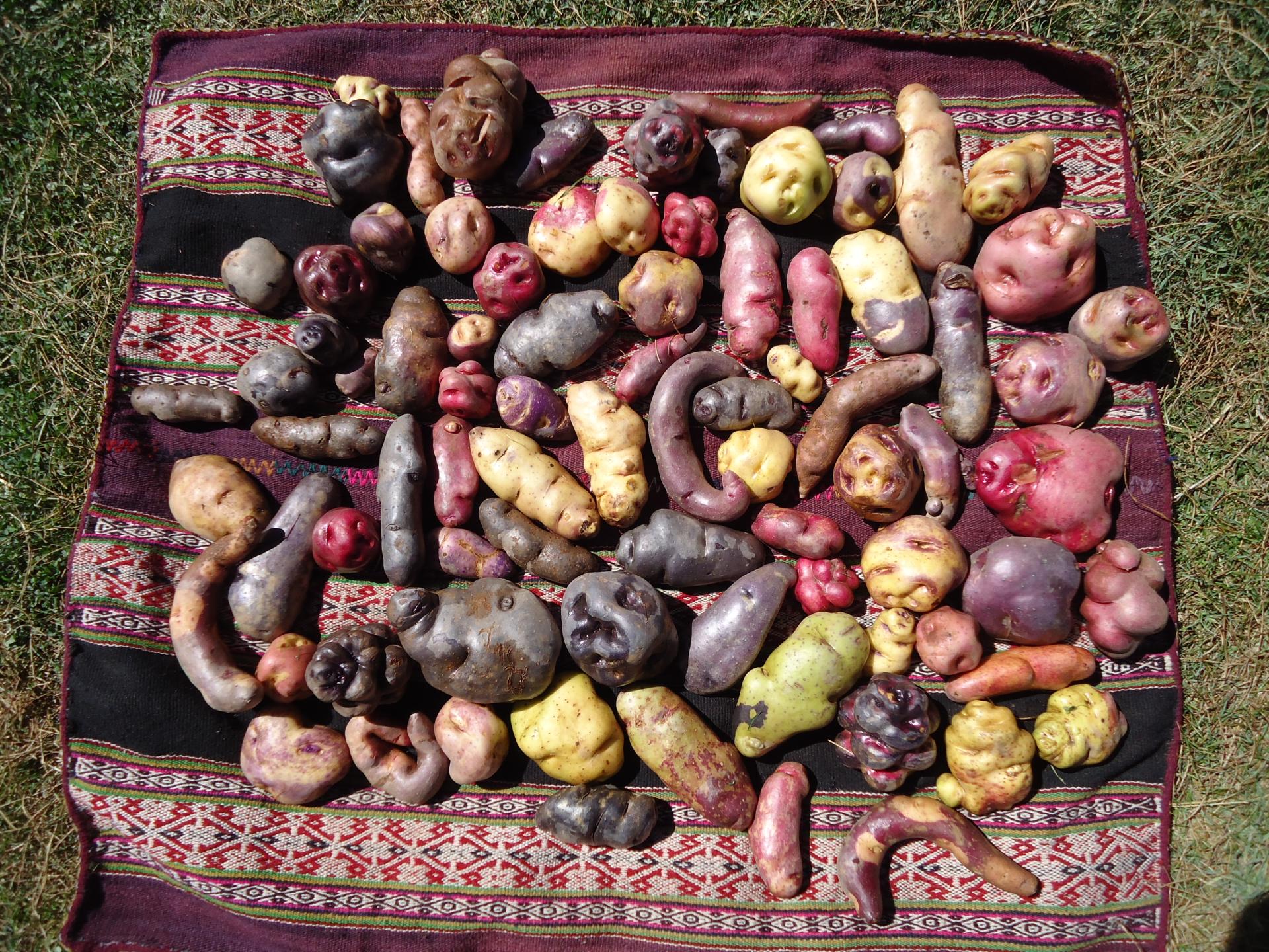Papas nativas